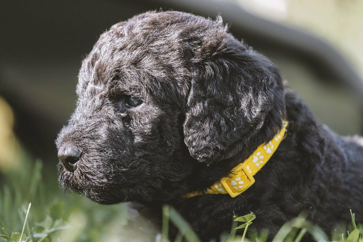 mini-labradoodle