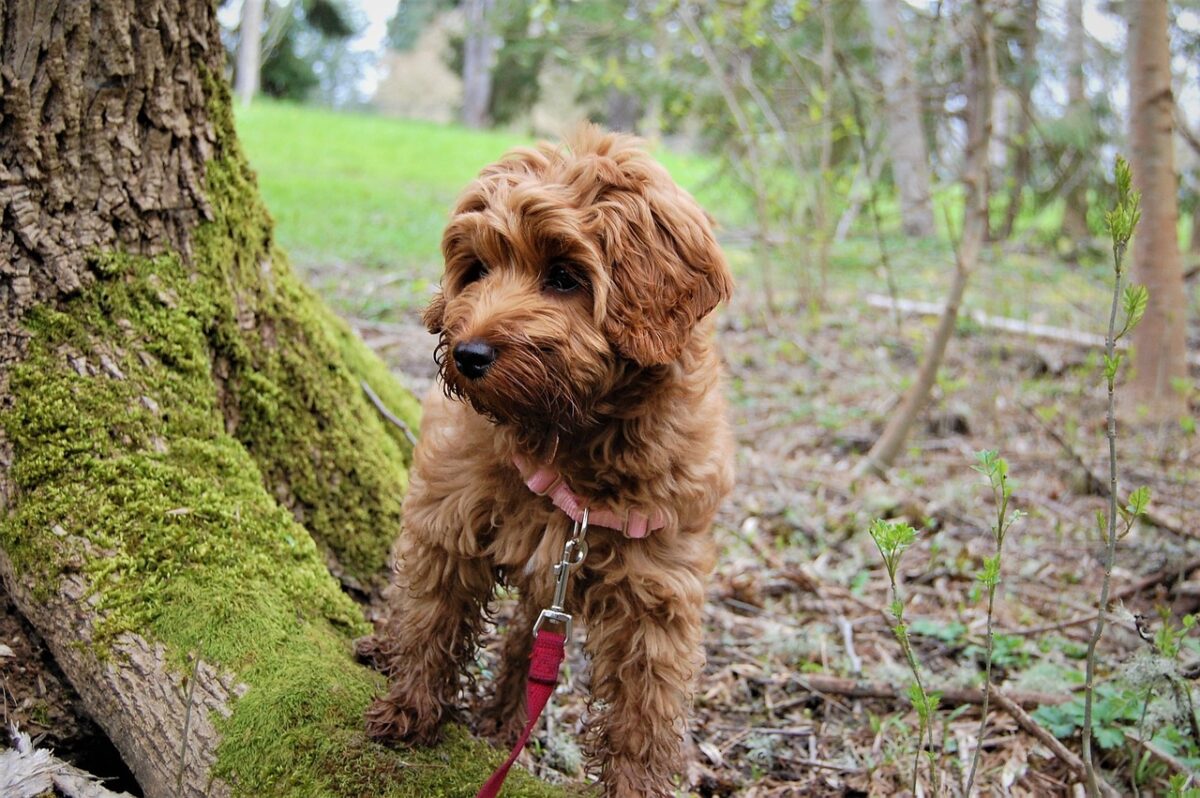 mini-labradoodle