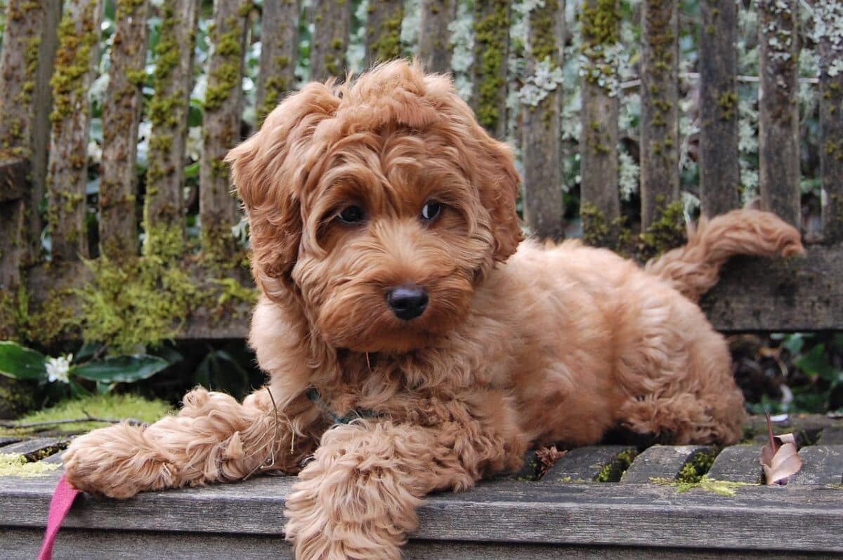 mini-labradoodle