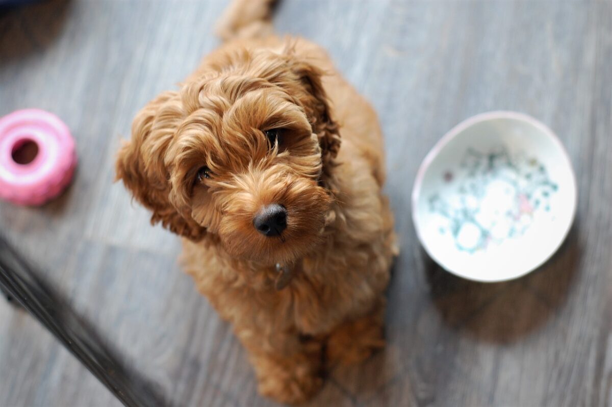 mini-labradoodle