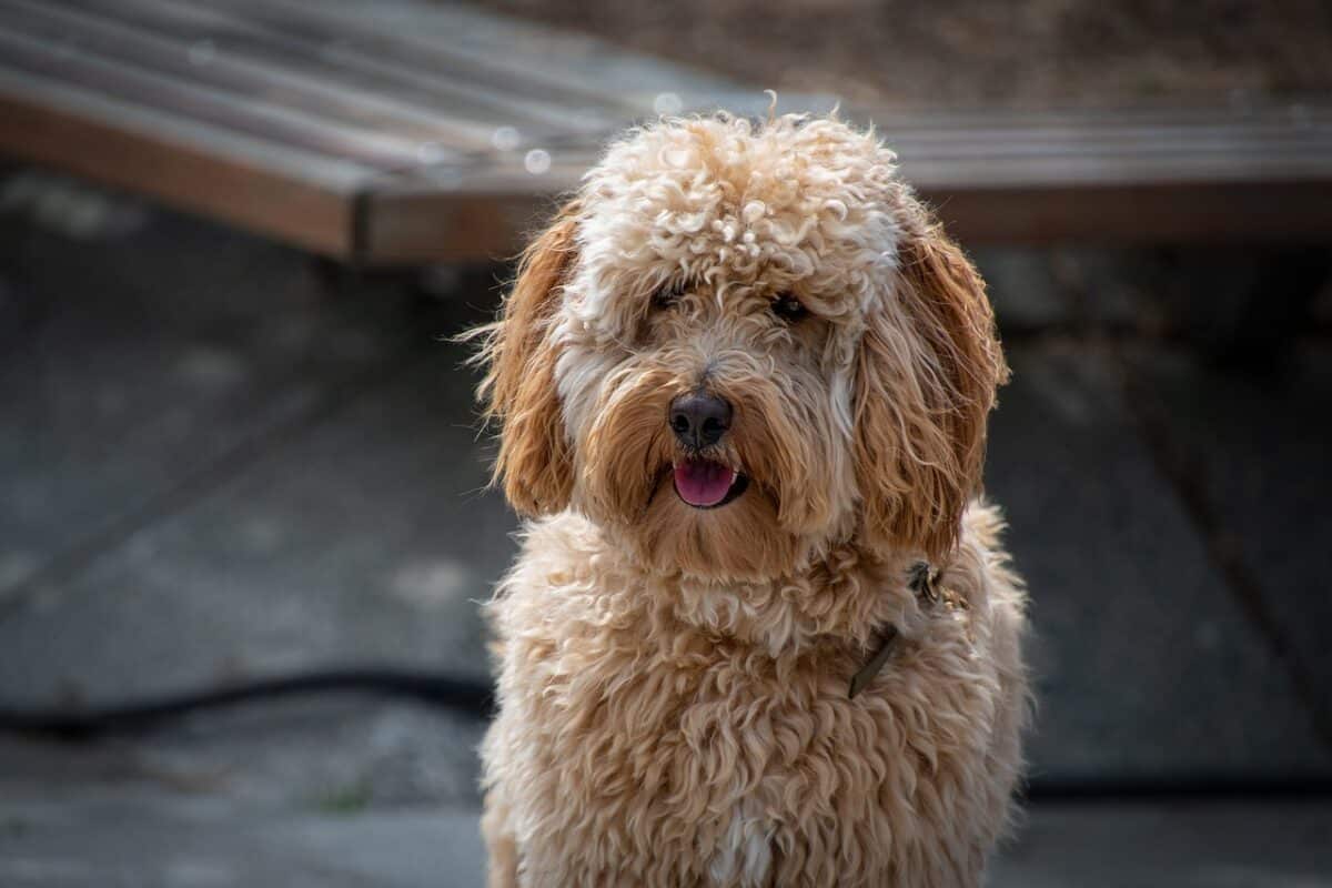 mini-labradoodle