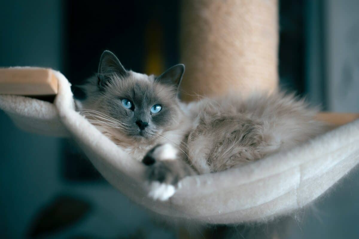 poupée de ragdoll