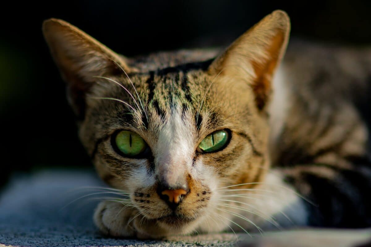 abyssinien