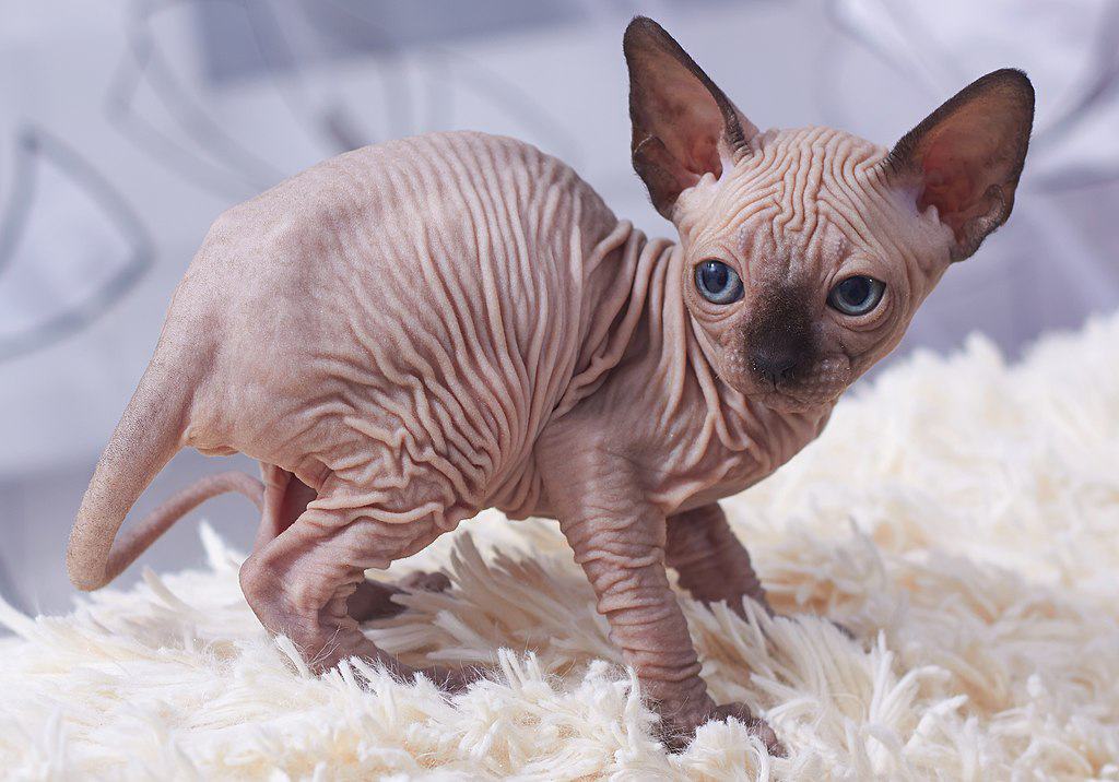 Chaton Sphynx