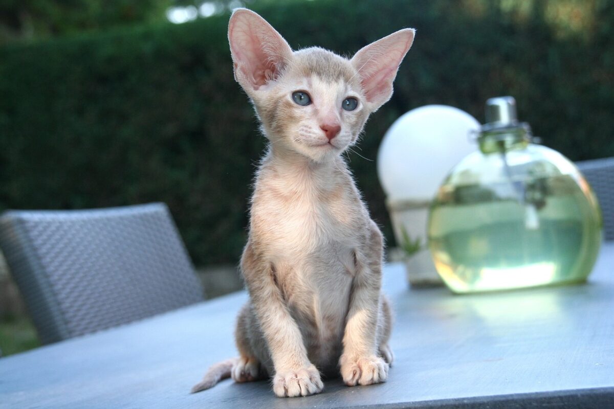 chat oriental