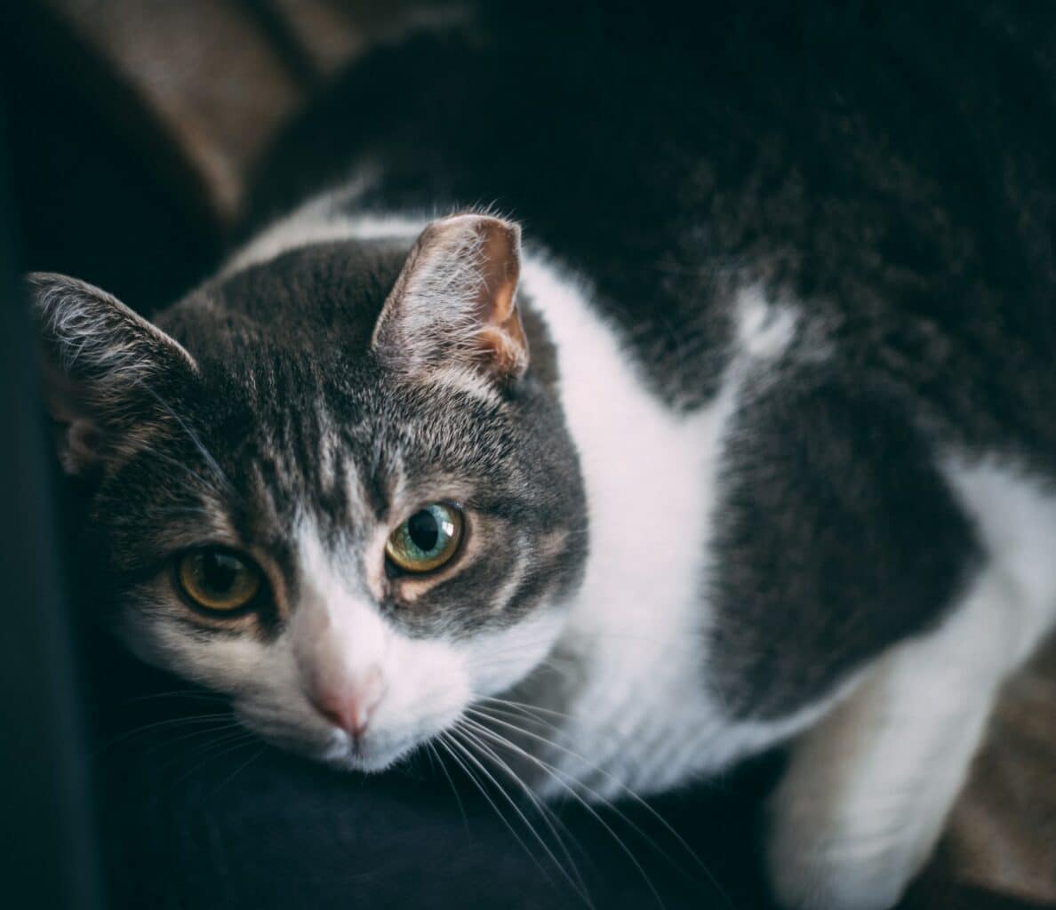 chat mannois
