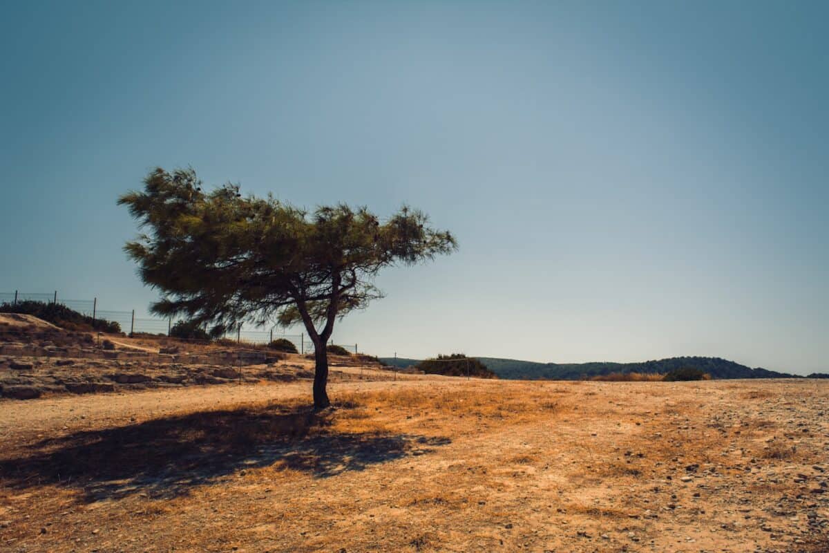 arbre vert sur le terrain pendant la journée