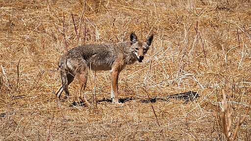 Un coyote traverse une prairie frappée par la sécheresse