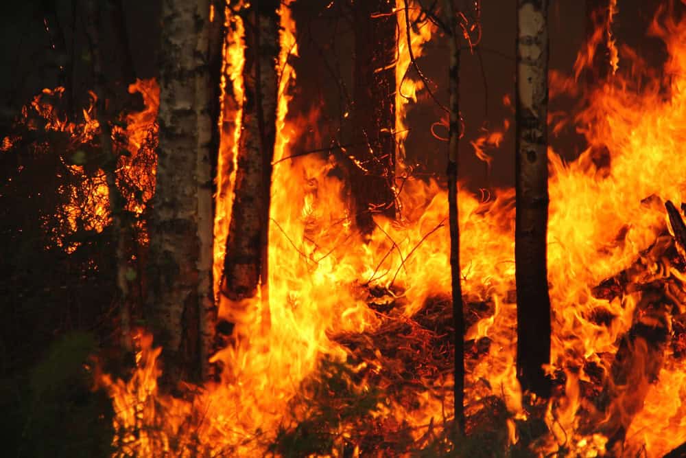 incendie de forêt