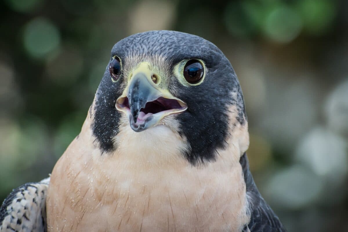 Le faucon pèlerin, l'oiseau le plus rapide du monde