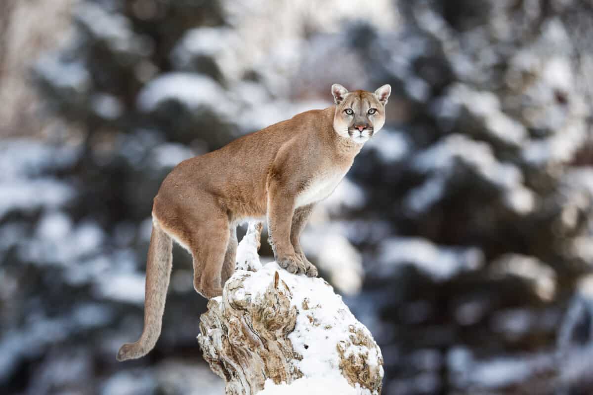 puma