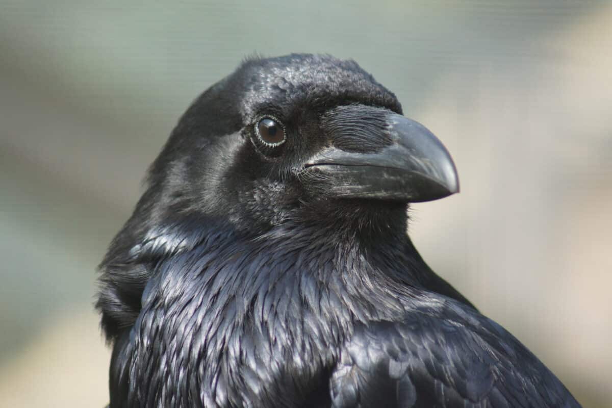Un corbeau élevé par un humain agit comme un chien