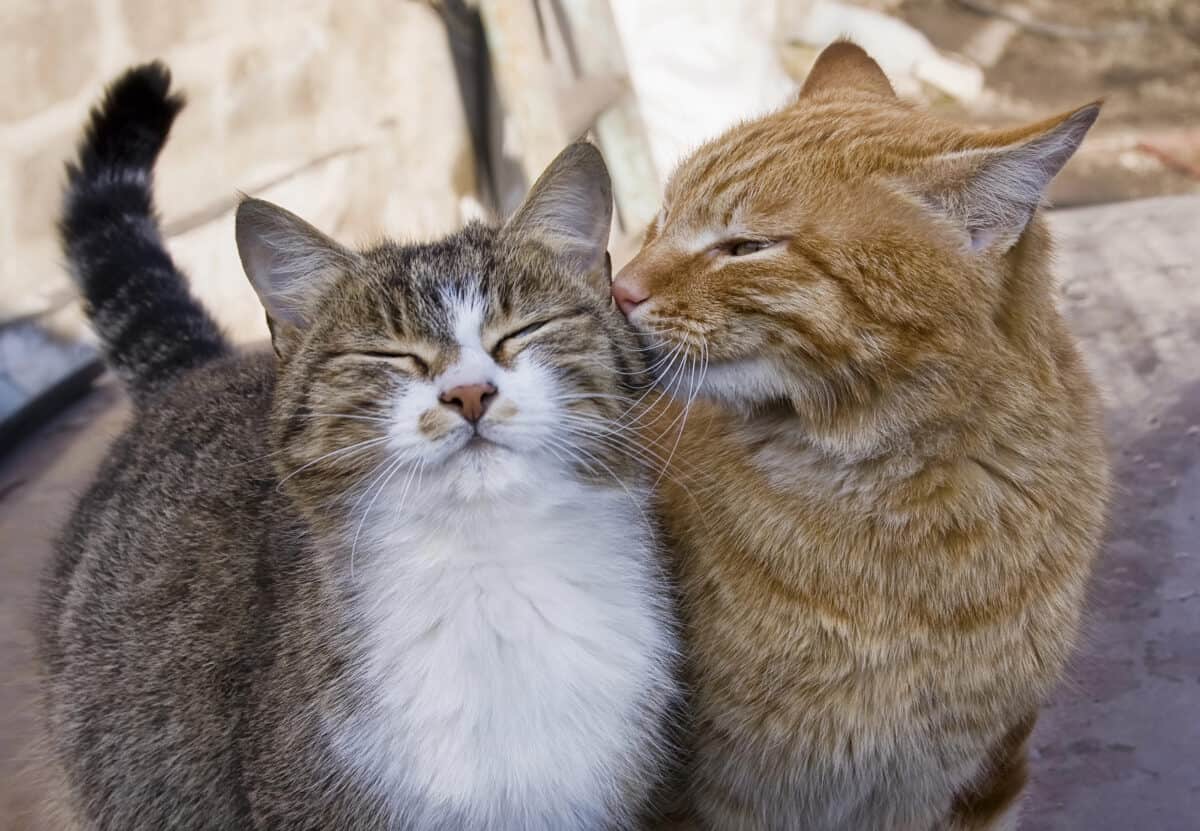 Deux chats heureux