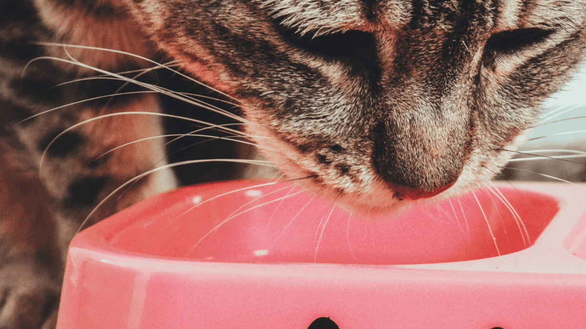 Gros plan sur un chat mangeant
