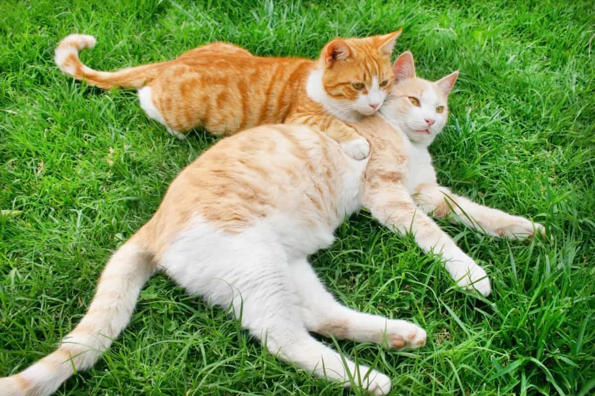Deux chats orange allongés sur l'herbe verte.