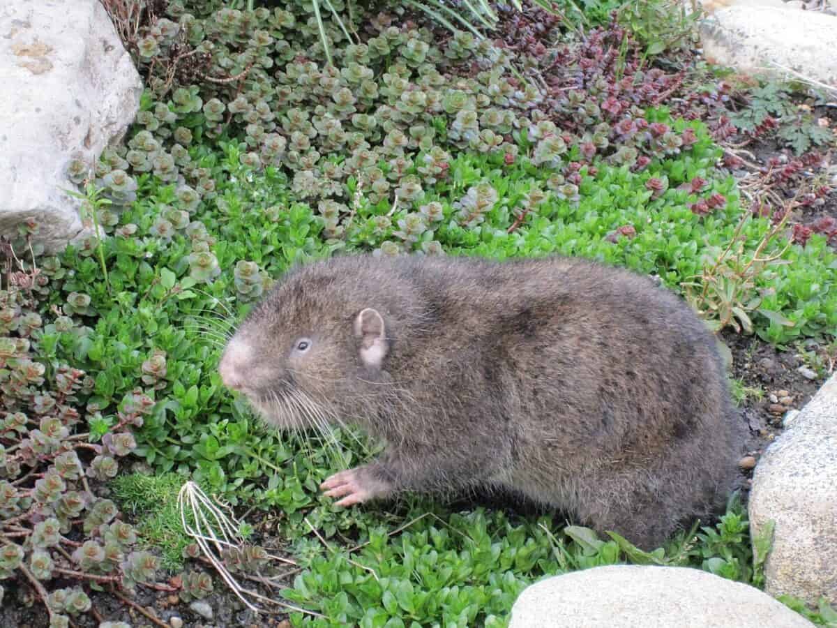 castor de montagne