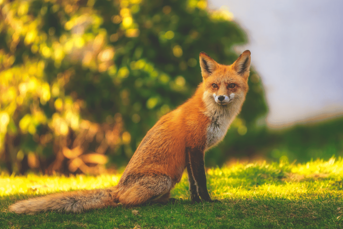 renard roux