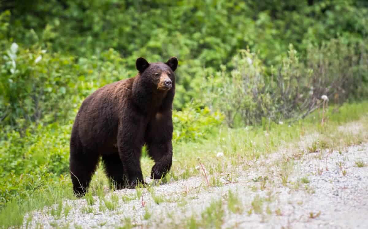 ours noir marchant sur l'herbe