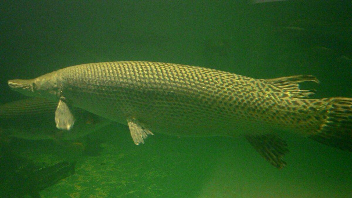 Gar alligator dans l’eau trouble.