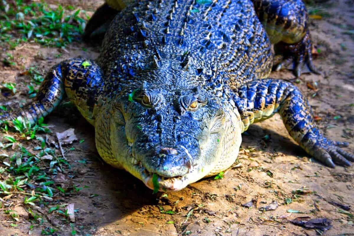 Crocodile