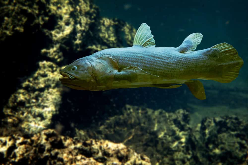 Un poisson cœlacanthe nageant près des rochers sous-marins