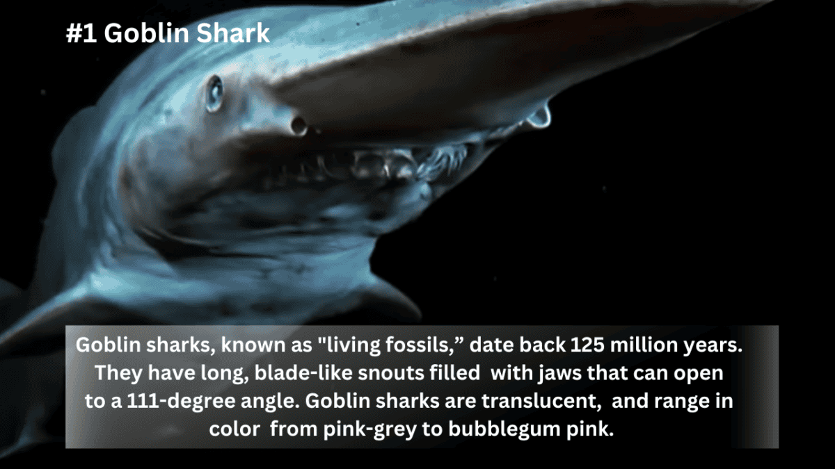 Requin gobelin