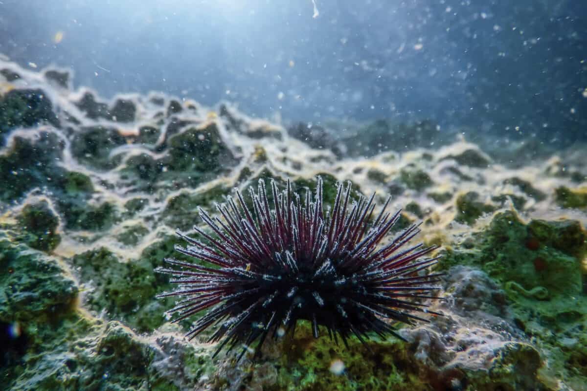 Animaux de la forêt de varech