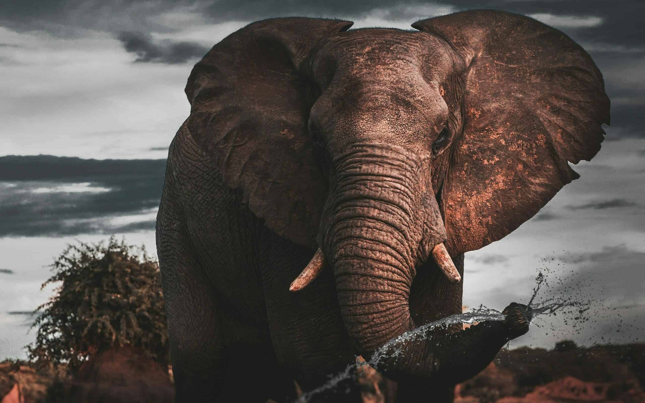Éléphant