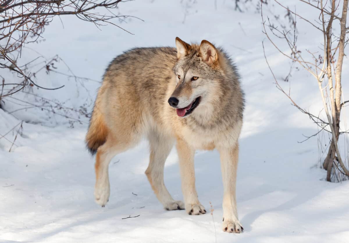 Loup des bois en hiver