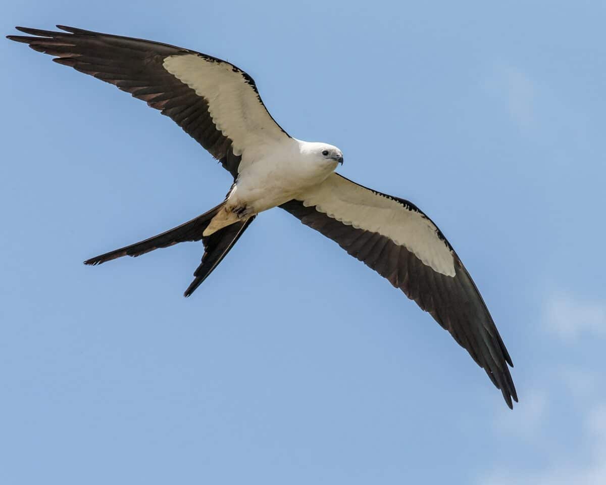 Oiseaux partageant un moment dans les airs