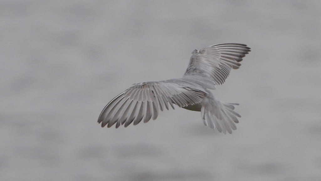 Oiseaux au-delà du son : mimétisme visuel