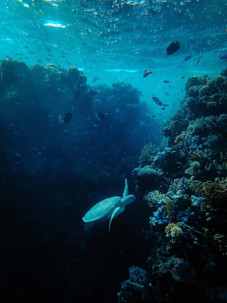 La tortue de mer nage gracieusement parmi les coraux vibrants dans une scène océanique tranquille.