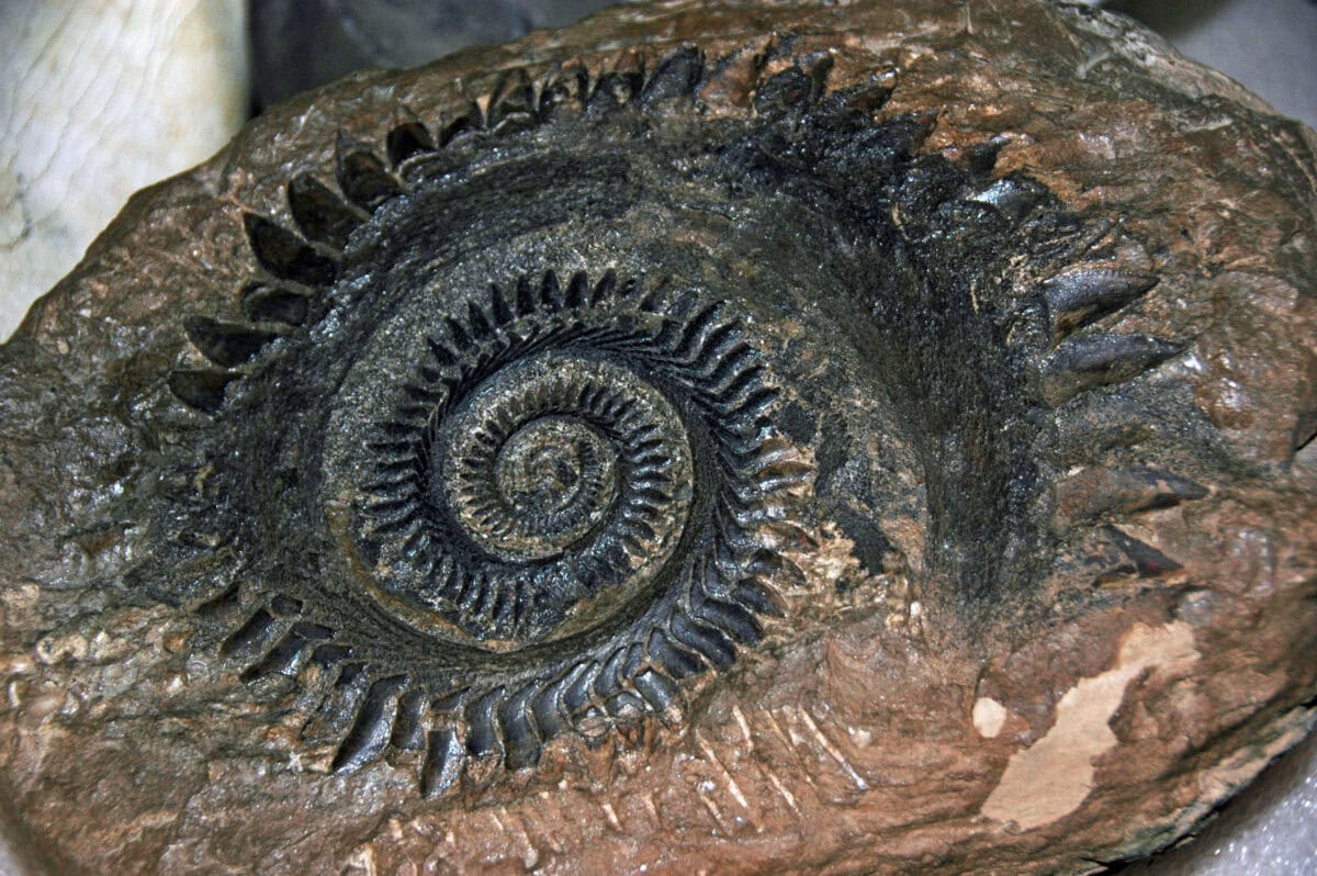 Hélicoprion