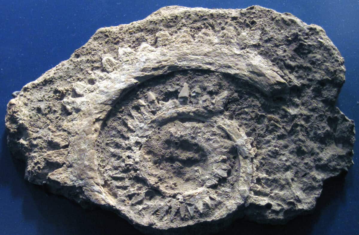 Hélicoprion
