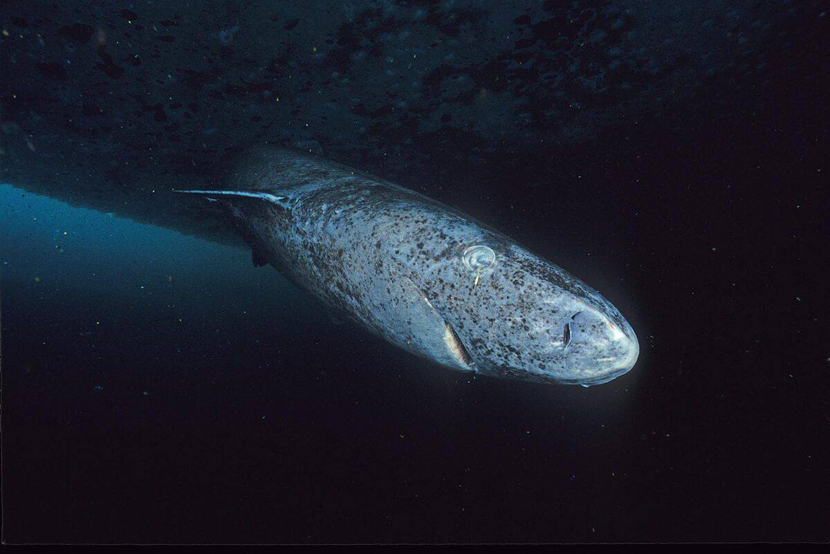 Requin du Groenland