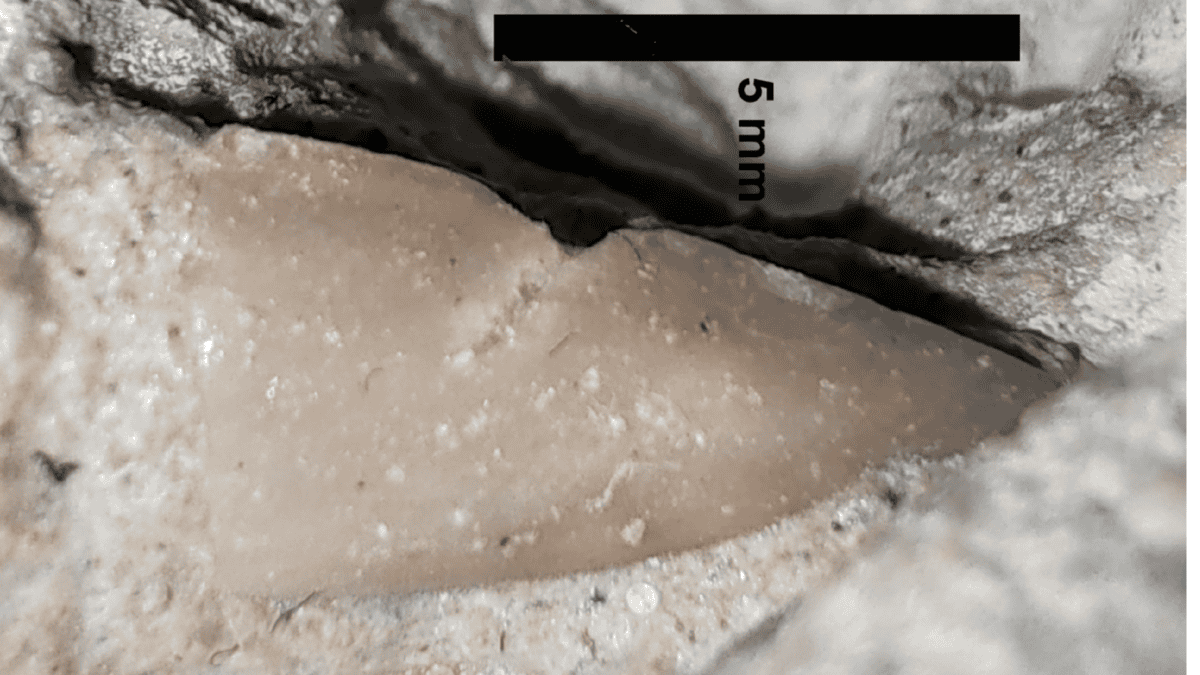 Fossile de dent de requin