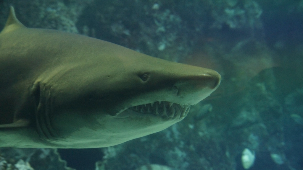 Les requins et l'équilibre de la nature