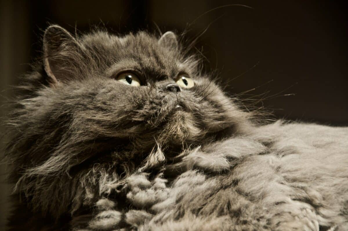 chat himalayen