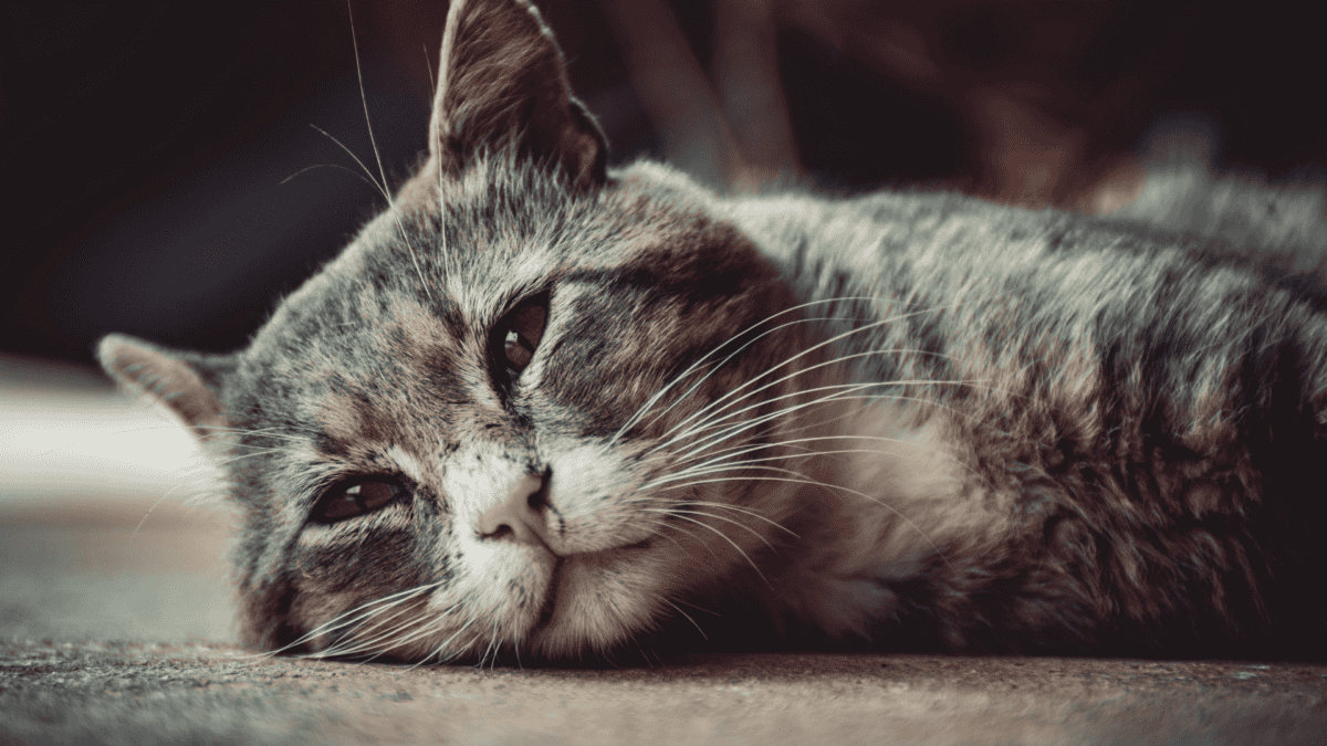 Chat couché