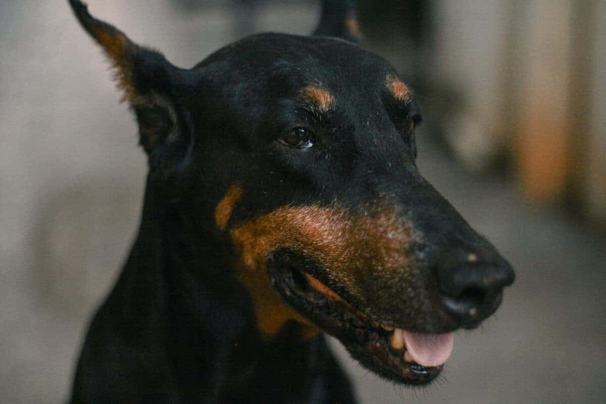 Dobermann Pinscher