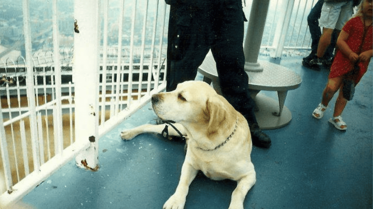 Sirius, le seul K9 tué le 11 septembre