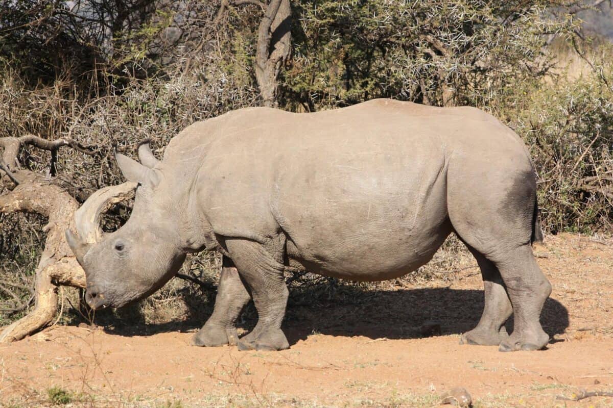 Un rhinocéros blanc debout dans son habitat naturel entouré de feuillage sec et de paysage de savane.