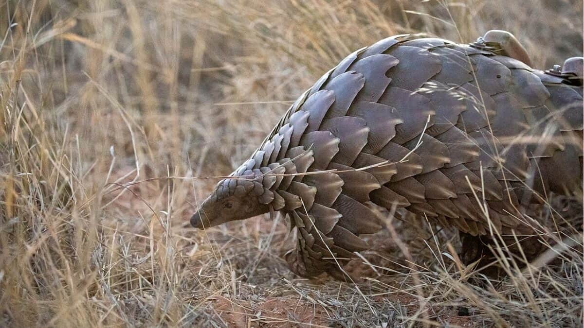 Pangolin dans la vie sauvage