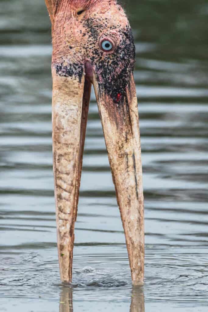 Un gros plan saisissant d'une cigogne buvant dans un lac, mettant en valeur son long bec et son habitat faunique.