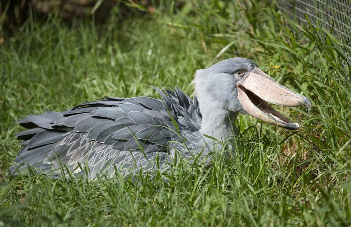 un oiseau avec un gros bec posé dans l'herbe