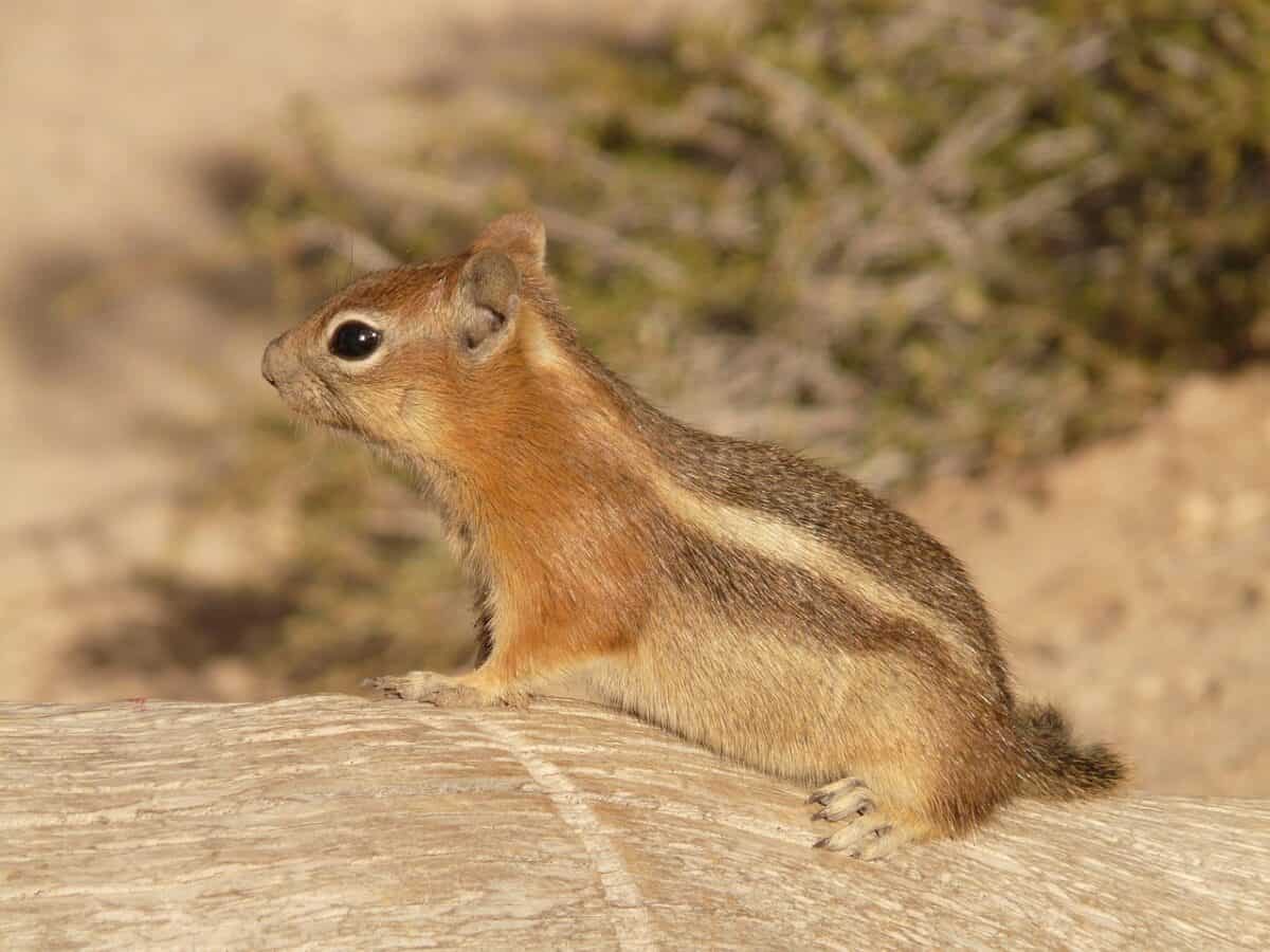 Spermophiles arctiques : dormeurs gelés