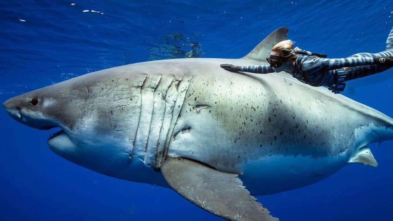 Un biologiste marin nage avec un grand requin blanc de 20 pieds de long