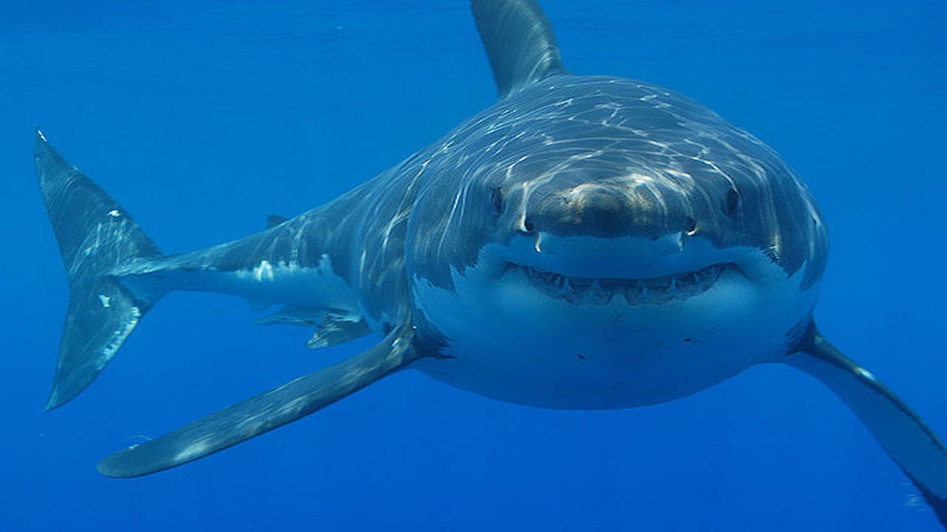 Un grand requin blanc fait face à une caméra.
