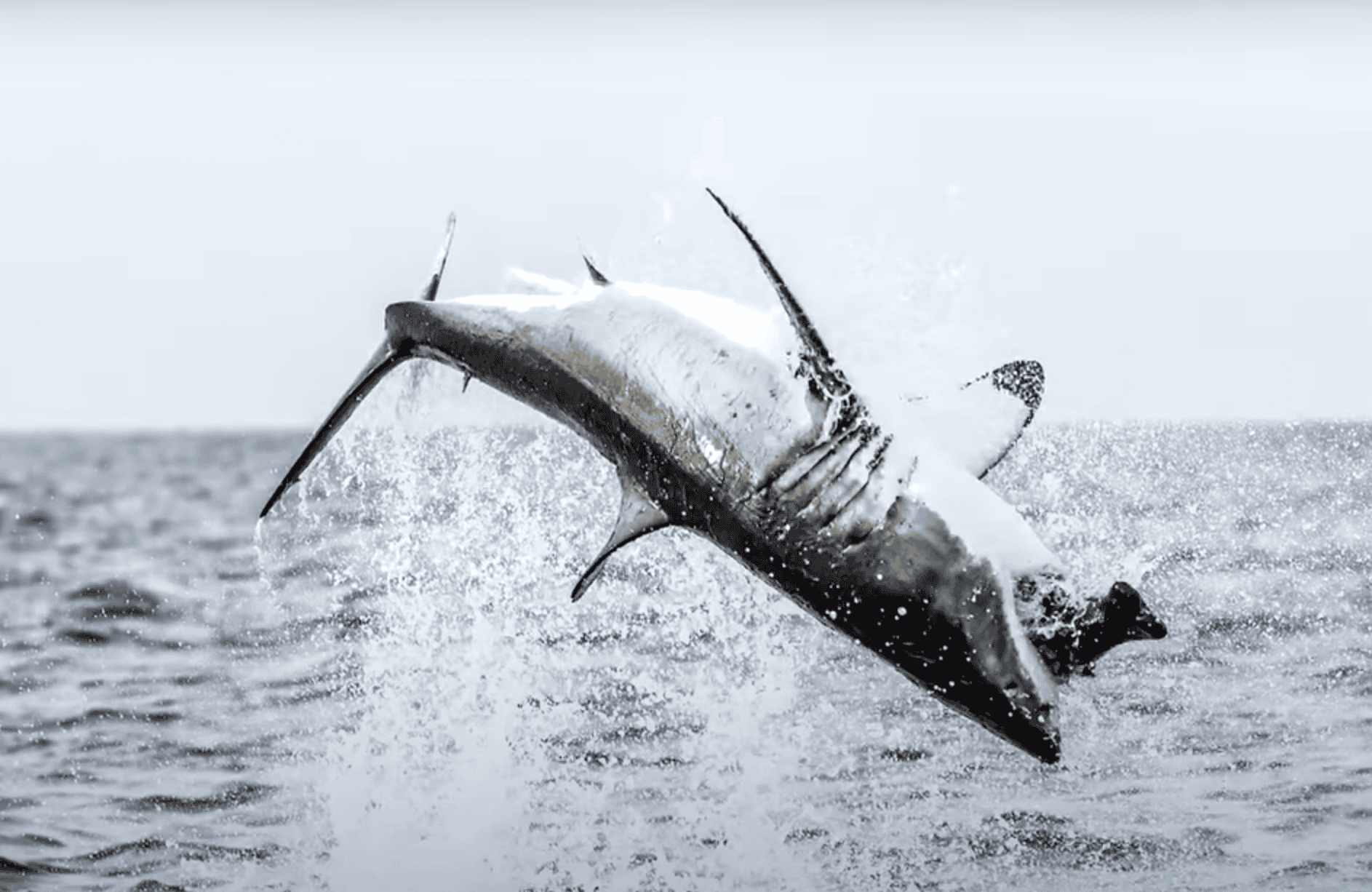 Images spectaculaires d’une brèche de grand requin blanc près de la côte sud-africaine