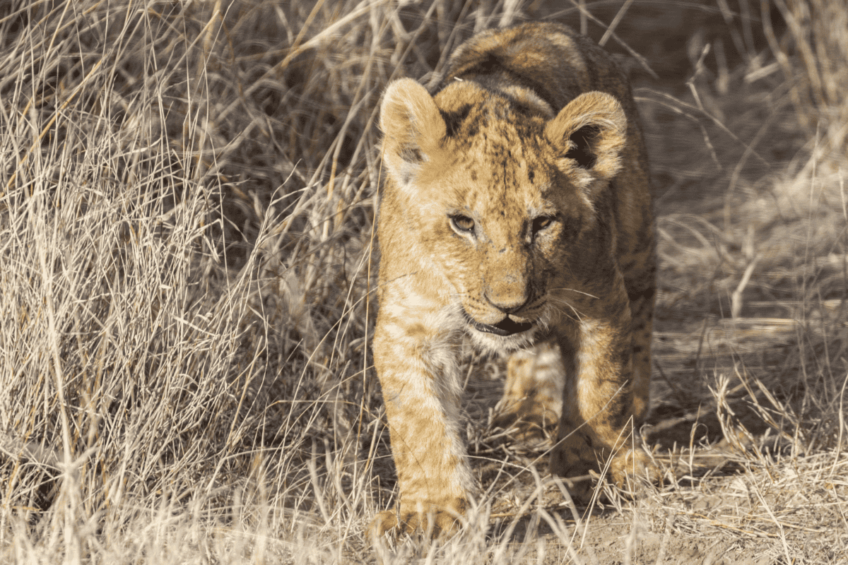 Lion